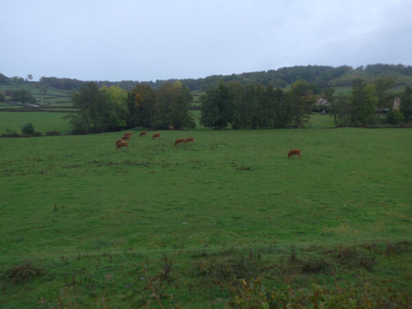 Braune Kühe auf Wiese