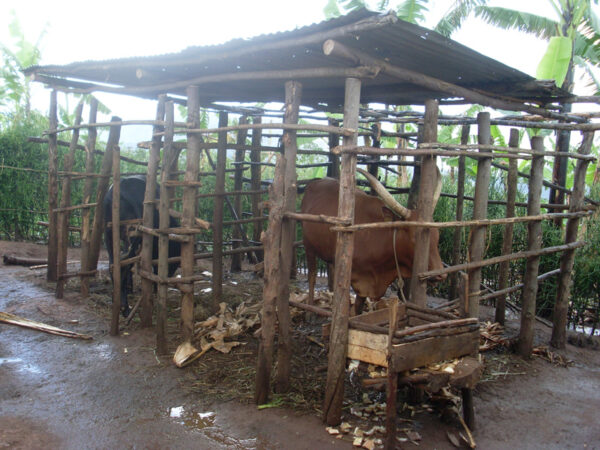 Kuh in überdachtem Holzkäfig in Ruanda