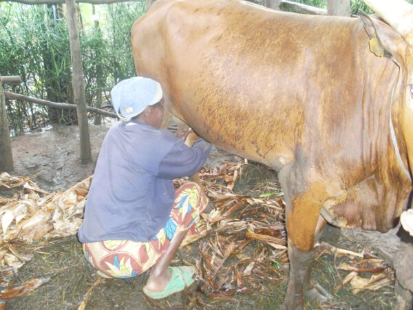 Kuh in Ruanda (Afrika) wird per hand gemolken
