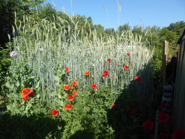 Roggenbeet mit roten Mohnblüten