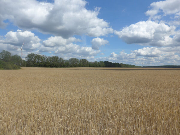 großes Roggenfeld mit lichten, weißen Wolken und blauem Himmel darüber