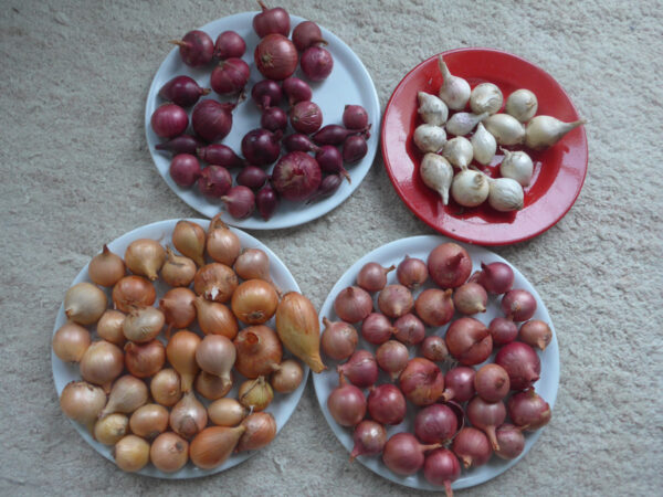 Vier Teller mit verschieden-farbigen Zwiebeln: Rot, weiß, gelb und rosa in verschiedenen Formen
