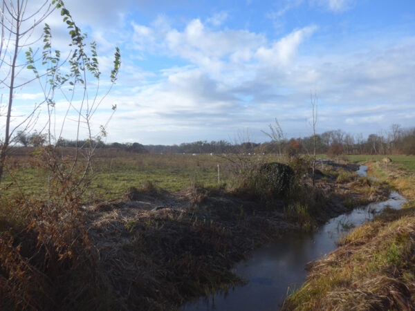 Wasserfgraben, Weide und Kühe im Hintergrund bei Zützen/Schwedt