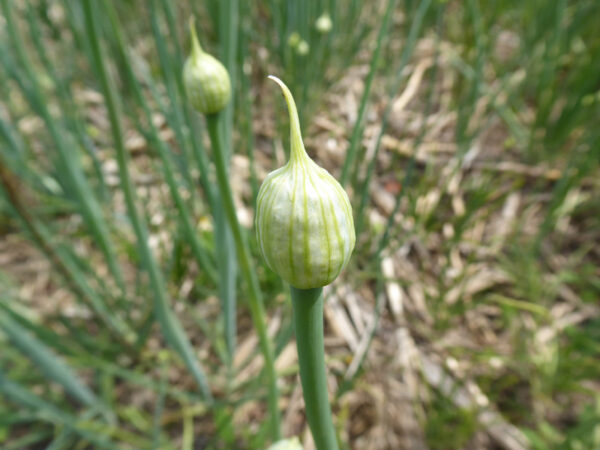 Zwiebelblüte in häutiger Hülle mit Zipfel eingeschlossen