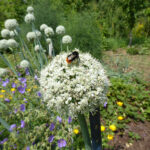 Blühende Zwiebelblüte mit Steinhummel