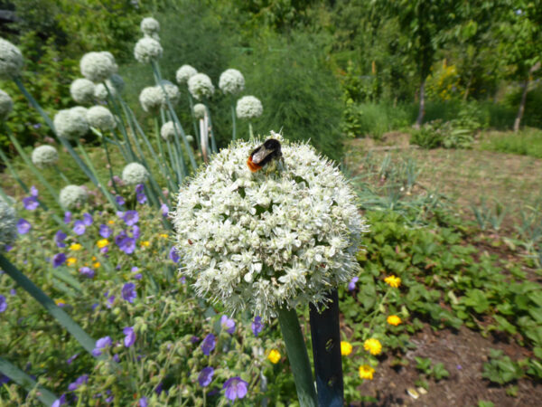 Blühende Zwiebelblüte mit Steinhummel