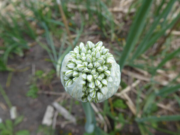 Die häutige Hülle ist geplatzt und gibt die geschlossenen Blüten frei