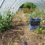 Blick in Folientunnel