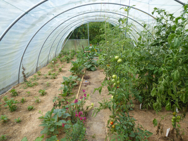 Blick in Folientunnel