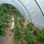 Paprika und Auberginen in Folientunnel