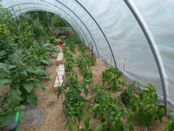 Paprika und Auberginen in Folientunnel