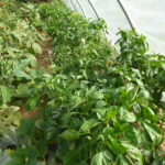 Kräftige Paprika- und Auberginenpflanzen in Folientunnel
