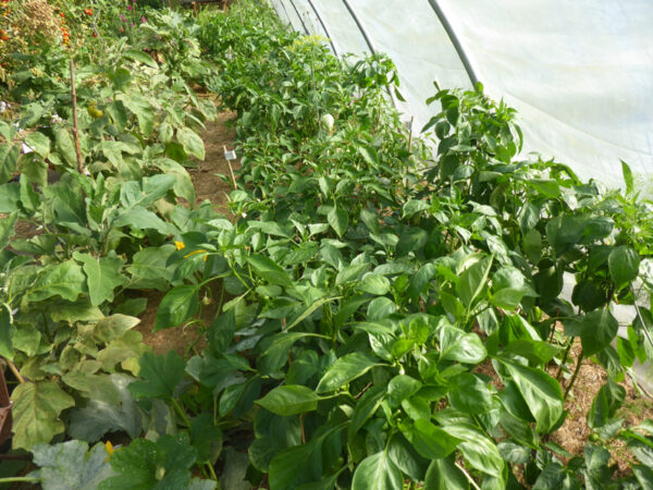 Kräftige Paprika- und Auberginenpflanzen in Folientunnel