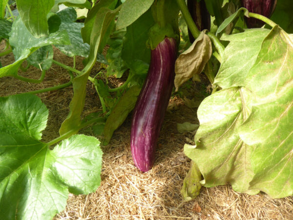 Längliche, violett-weiß gestreifte Aubergine an Pflanze hängend