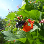 Rote Feuerbohnenblüte mit dunkelblauer Holzbiene