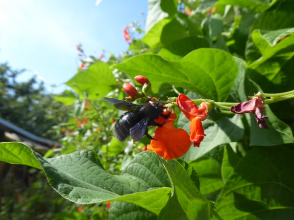 Rote Feuerbohnenblüte mit dunkelblauer Holzbiene