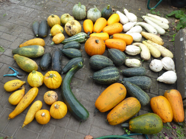 Gartenkürbisse (Cucurbita pepo) in verschiedenen Farben und Formen