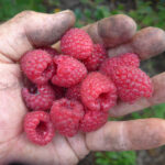 Eine Hand voller roter Himbeeren