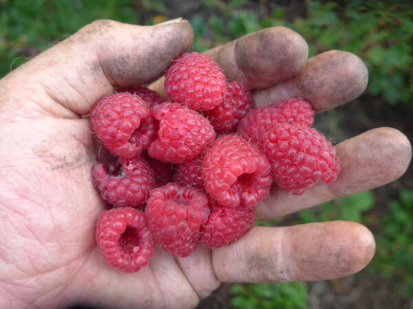 Eine Hand voller roter Himbeeren