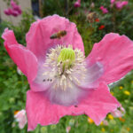 Rosa Blüte von Schließmohn