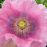 Rosa Blüte von Schließmohn