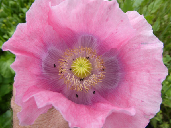 Rosa Blüte von Schließmohn