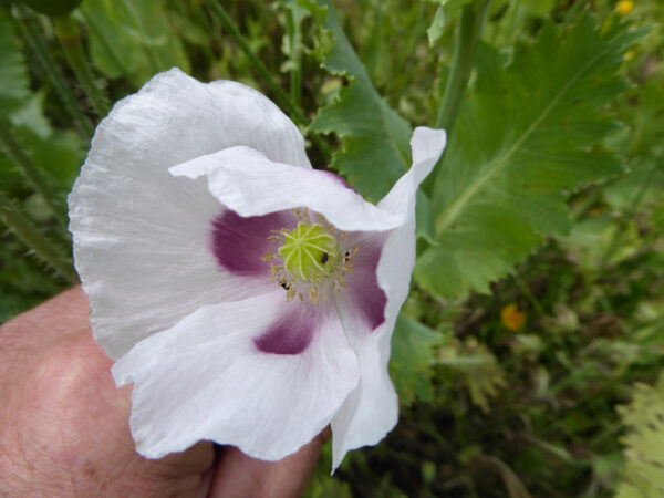 Weiße Schließmohnblüte mit violettem Grund