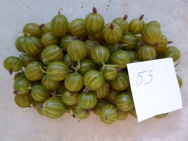 Verkaufsschale mit gelb-grünen, behaarten Stachelbeeren