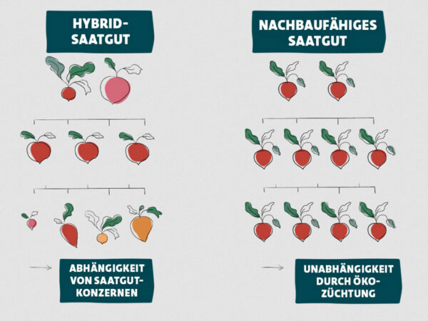 Grafik zum Vergleich von Früchten, die aus samenfestem Saatgut entstehen, mit Früchten, die aus F1-Hybrid-Saatgut entstehen