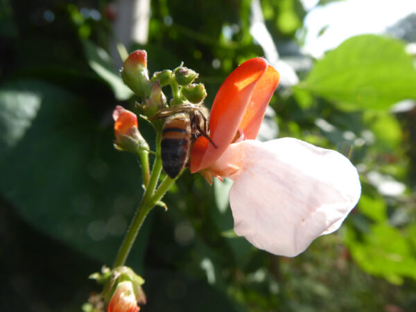 Biene und rot-weiße Feuerbohnenblüte