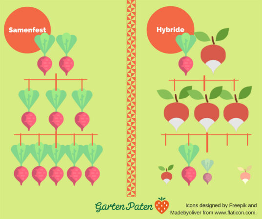 Grafik, auf der einheitliche samenfeste Rüben und unterschiedliche Hybrid-Rüben gegenübergestellt werden