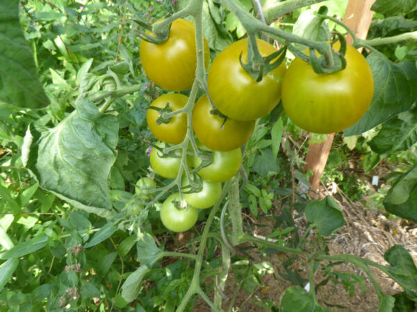 Rispe mit gelb-grünen Tomaten am Strauch