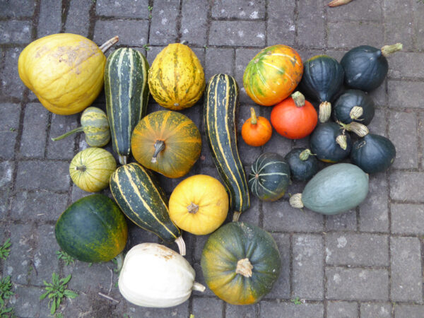 Bunte Mischung von Garten- und Riesen-Kürbissen (C. pepo und C. maxima)