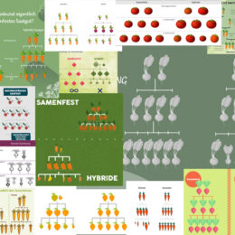 Zusammenstellung von Grafiken, die den Unterschied zwischen samenfestem Saatgut und F1-Hybrid-Saatgut veranschaulichen