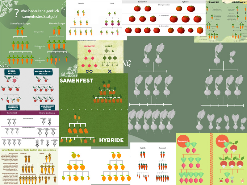 Zusammenstellung von Grafiken, die den Unterschied zwischen samenfestem Saatgut und F1-Hybrid-Saatgut veranschaulichen