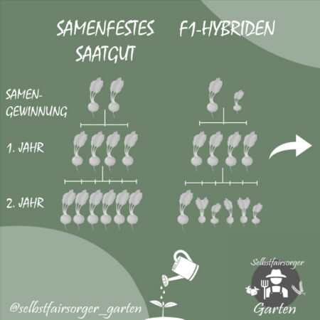 Grafik mit Vergleich von samenfesten und Hybrid-Rüben