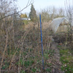 Folientunnel, Himbeeruten, Pflaumensämling, Maisstängel und Eisenstange mit blauem Plastik ummqantelt, die Weinrebensämling stützen soll