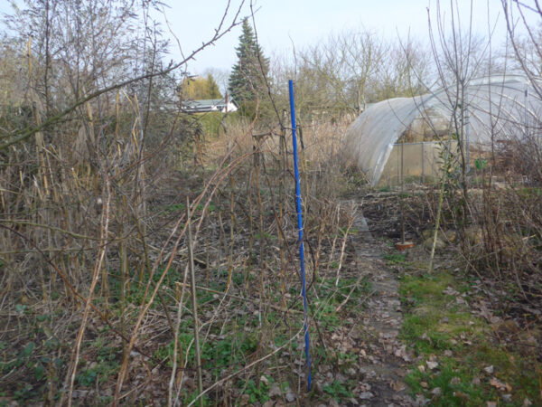 Folientunnel, Himbeeruten, Pflaumensämling, Maisstängel und Eisenstange mit blauem Plastik ummqantelt, die Weinrebensämling stützen soll