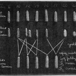 Maiskolben von heterozygoten, homozygoten Linien und F1-Hybriden der verschiedenen homozygoten Linien