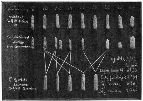 Maiskolben von heterozygoten, homozygoten Linien und F1-Hybriden der verschiedenen homozygoten Linien