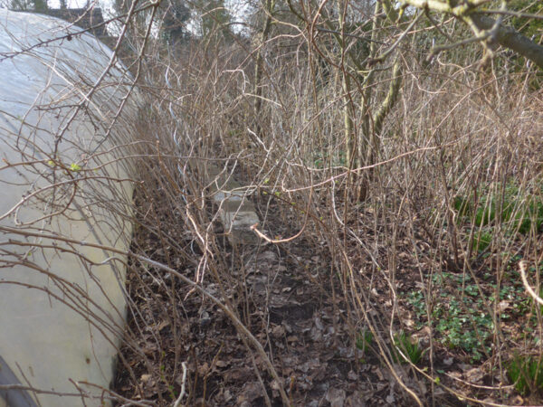 Wildes Ducheinander von Himbeerruten neben dem Folientunnel