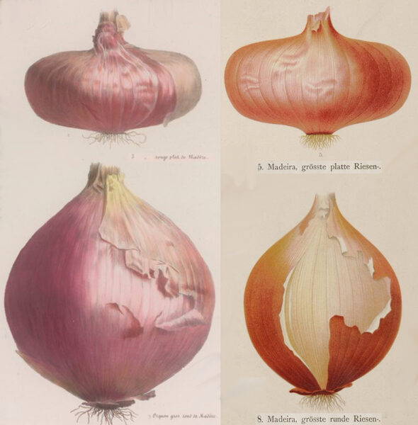 Die Abbildungen der Madeira-Zwiebeln in den Alben Vilmorin 1850 sowie Benary 1876