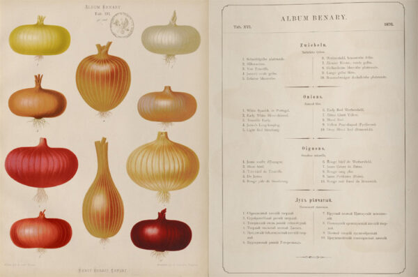 Album Benary Tafel XVI 1876