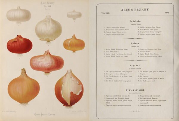Tafel XXII aus dem Album Benary von 1879