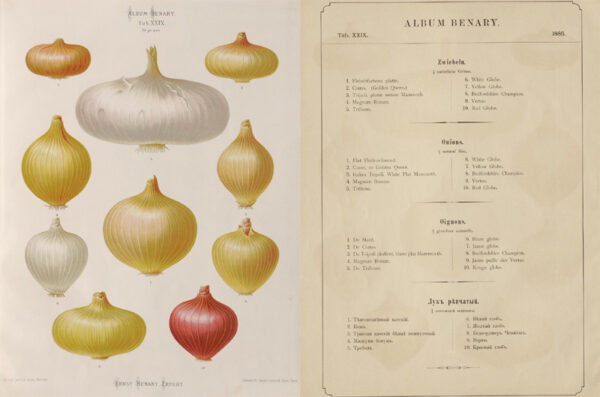 Tafel XXIX aus dem Album Benary von 1886