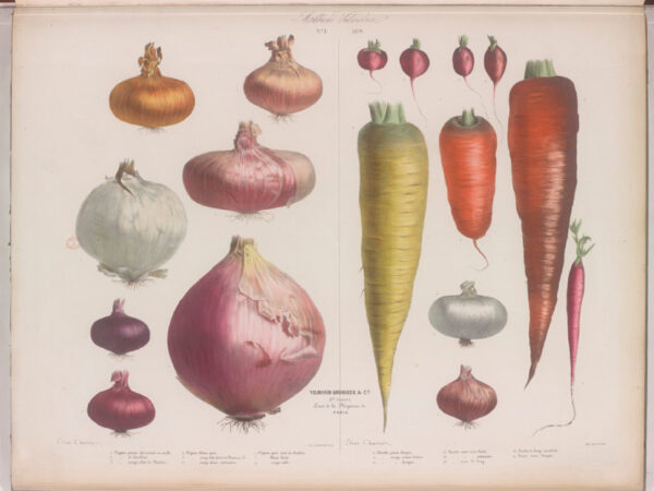 Tafel No. 1 von 1850 aus dem Album Vilmorin (S. 67)