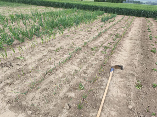 Feld mit Zwiebelpflanzen (Samenzwiebeln links und Setzlinge rechts)