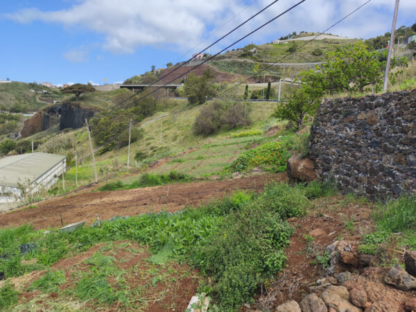 Landschaft bei Caniço, vorn ein Flecken mit Cebolinhos (vorgezogenen Zwiebeln)