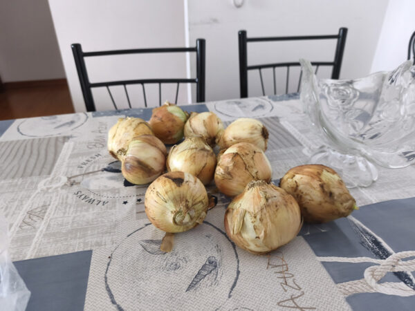 Cebola da Madeira, Madeira-Zwiebeln, am ersten Aufenthaltstag auf Madeira in Caniço erstanden