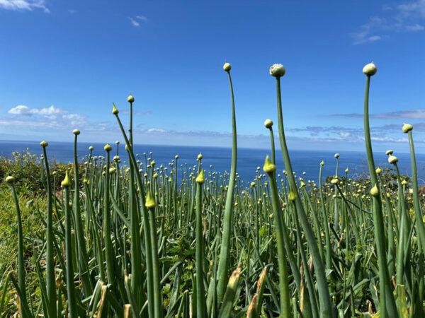 Blütenstängel von Zwiebeln mit Meer im Hintergrund